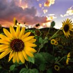 Sunflowers in blook in the Rocky Mountain Foothills at sunset